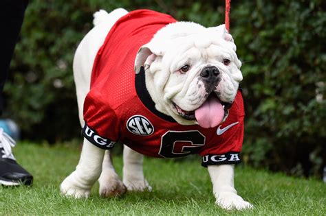 The UGA Mascot's Training: A Day in the Life of a Bulldog